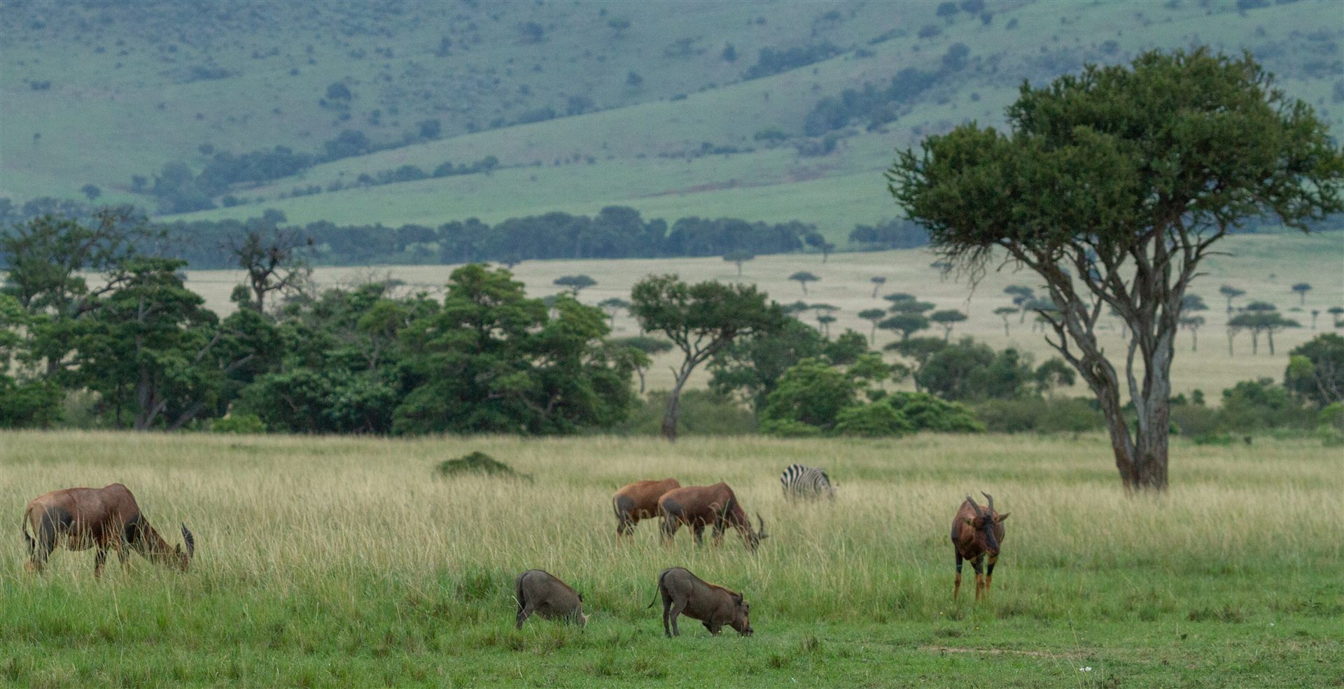 Topi and other plains game grazing in green Maasai Mara grassland