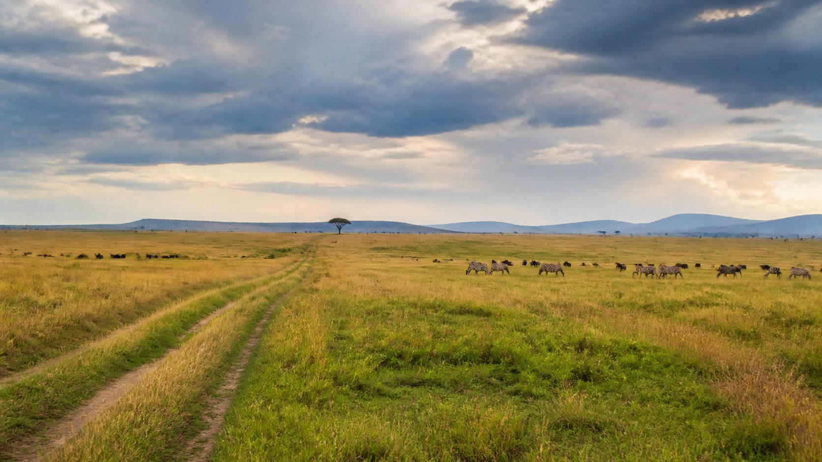 Mixed green and tawny Maasai Mara plains beneath late-season clouds
