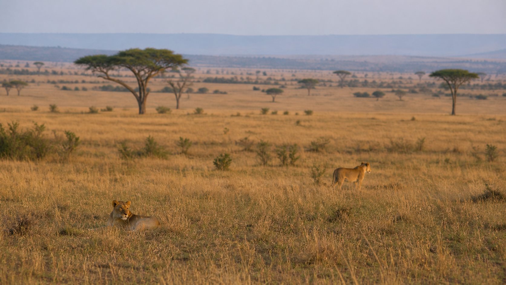 Lions resting small in the frame within open Maasai Mara grassland
