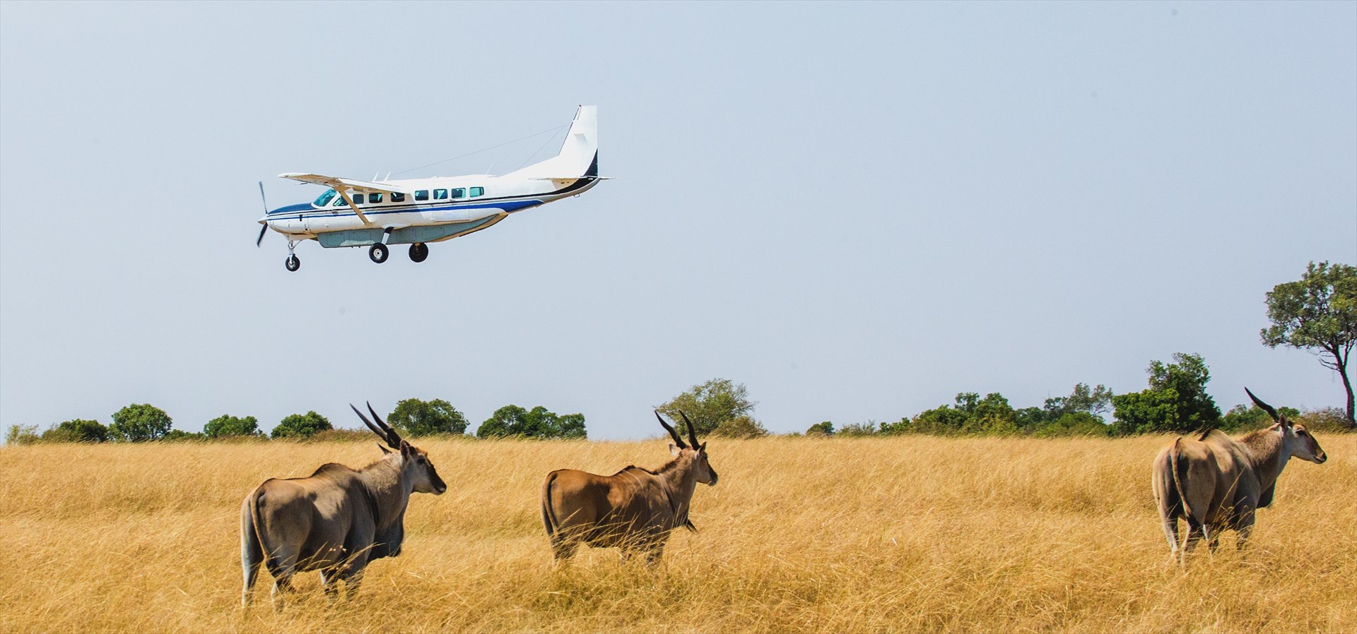 Small safari aircraft arriving over savanna grassland
