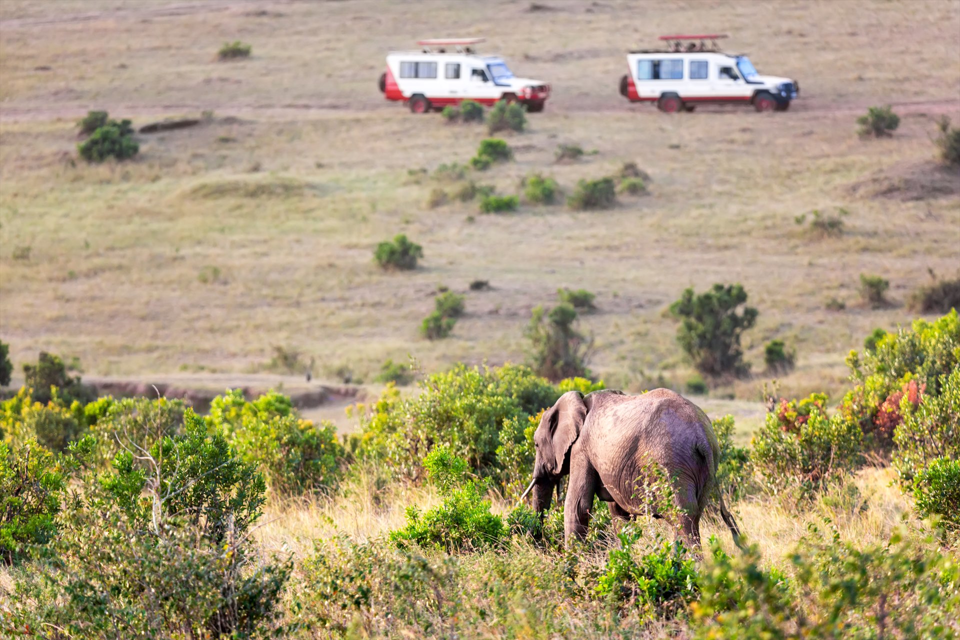 Elephant in green bush with safari vehicles beyond