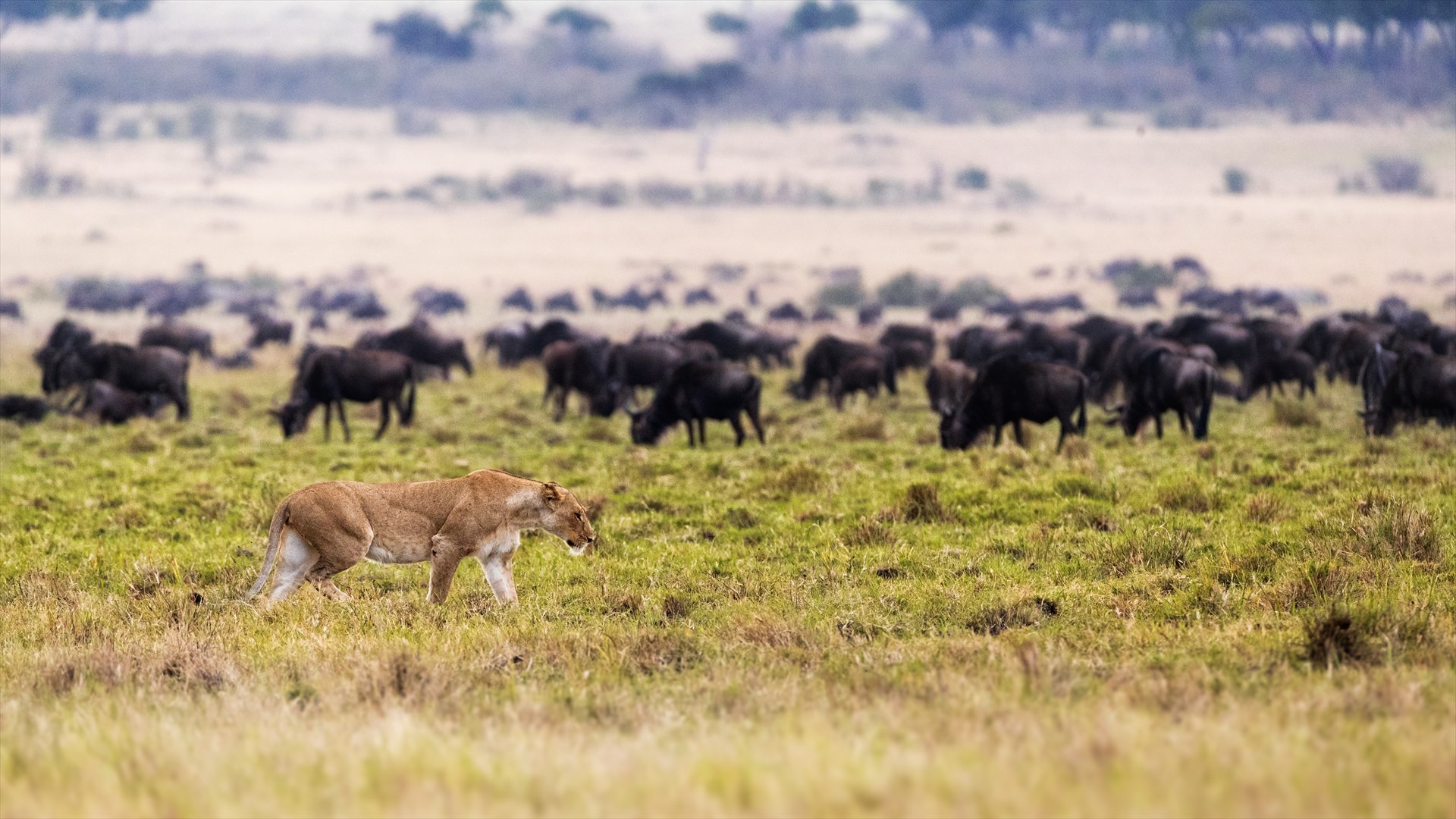 Lioness moving through open grassland with wildebeest in the distance