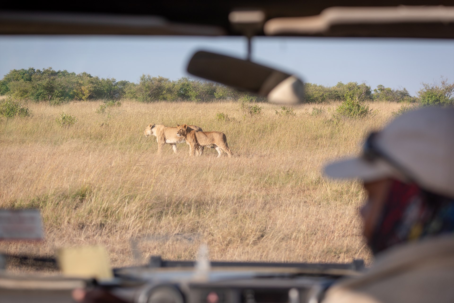 Lionesses seen from a safari vehicle in open grassland