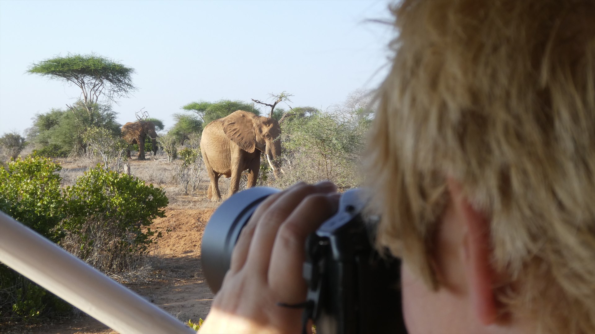 Traveller photographing elephants from a safari vehicle