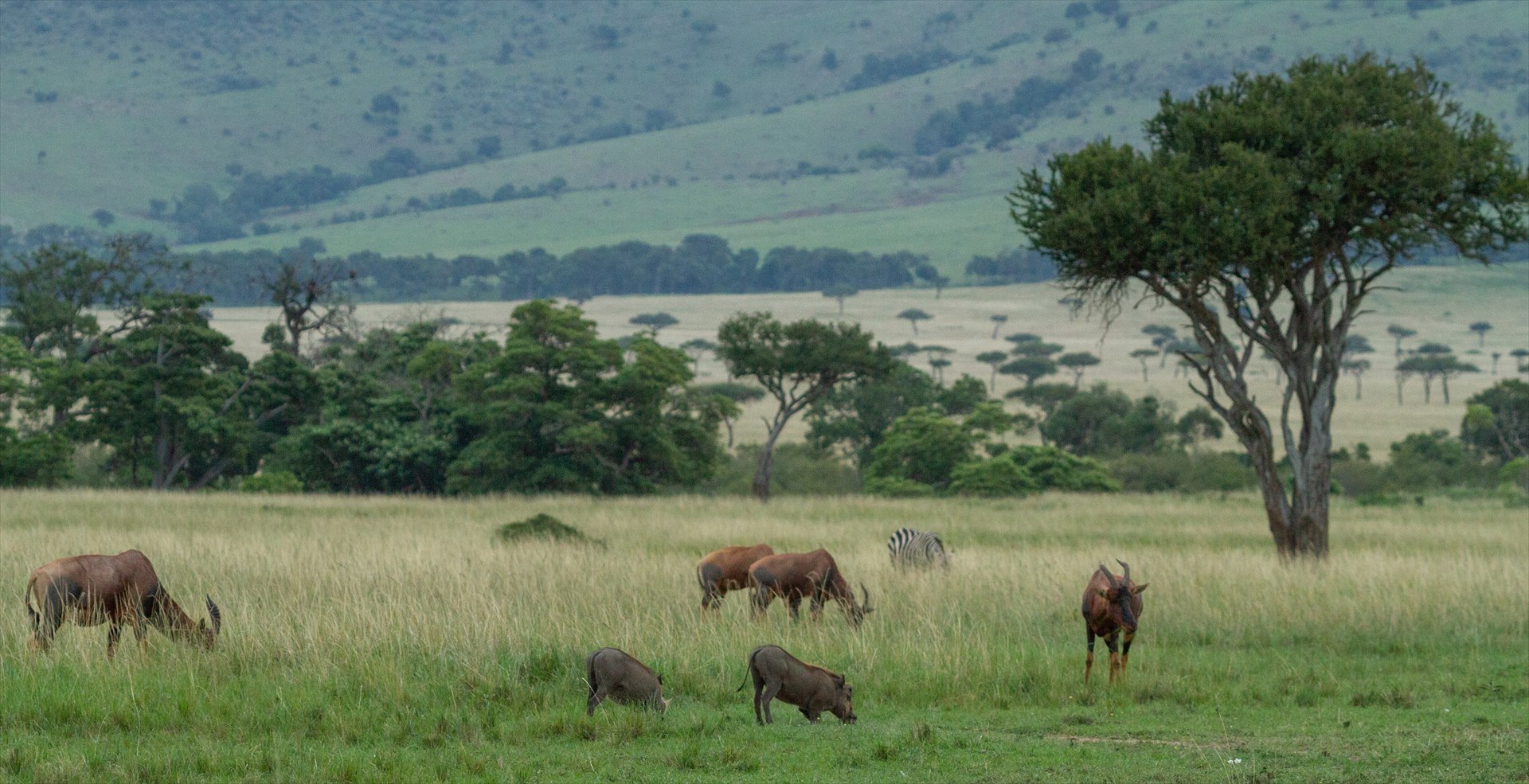 Wildlife in green grassland beneath a wide Maasai Mara sky